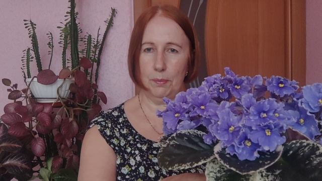 "Что с моими фиалками? Может ожог от лампы?"