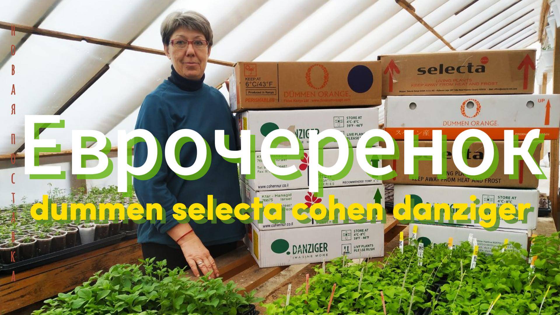 Получили еврочеренок неукор!  Dummen Selecta Cohen Danziger