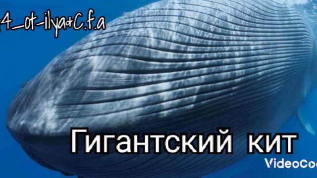 Гигантский кит