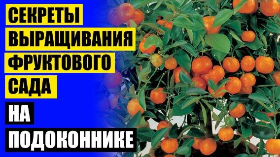 СКОЛЬКО РАСТЕТ ЛИМОН В ДОМАШНИХ УСЛОВИЯХ 🔥