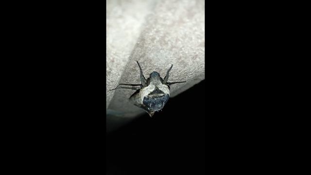Бабочки - мотыльки ночные