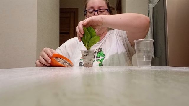100 дней пересадки: хойя лиза аустралис