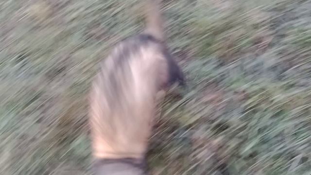 Внезапное нападение Хорька