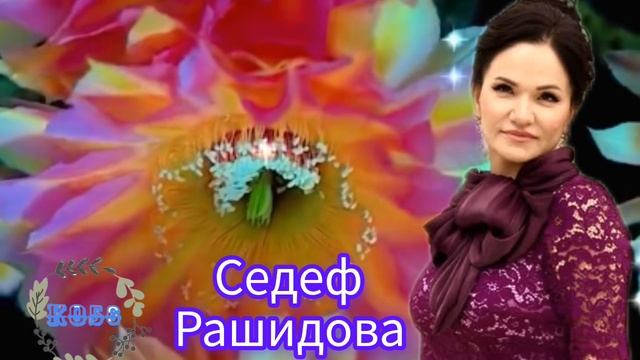 Седеф Рашидова