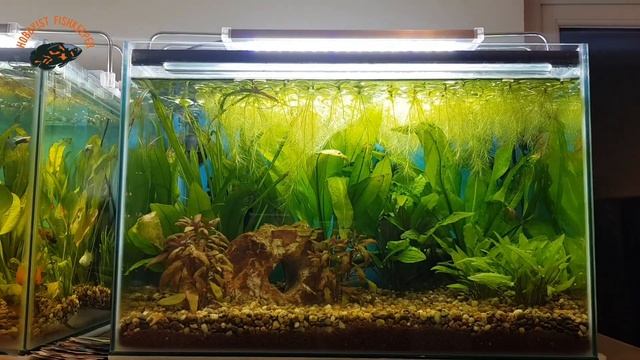 How to grow aquarium plants and does fertilizing fish tanks make a difference?