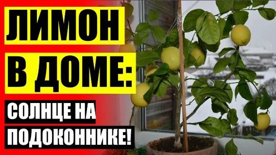 ЛИМОНЫ НА ПОДОКОННИКЕ ИЗ КОСТОЧКИ В ДОМАШНИХ 🔵 ЛИМОН КОМНАТНЫЙ ПАВЛОВСКИЙ ⭐
