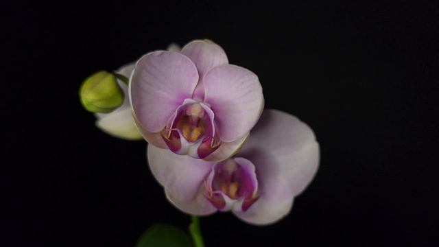 Phal. Mount Lip