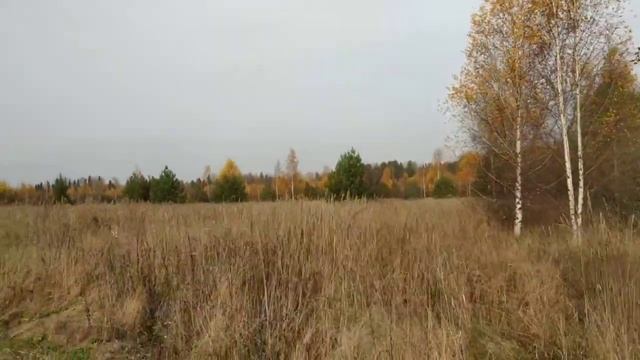 Что делать, если болит голова🤕 Растут ли рыжики в октябре🍄🍁Ответы на эти вопросы- в этом видео. 😉