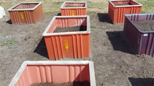 Осваиваю новый способ разведения Дендробены.
