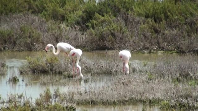 Flamant rose (Phoenicopterus roseus) Greater Flamingo