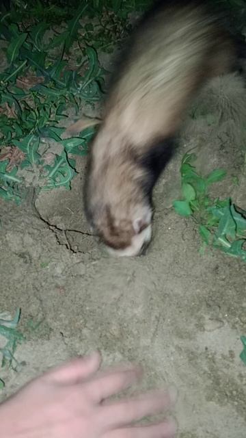 Трудолюбивый хорёк
