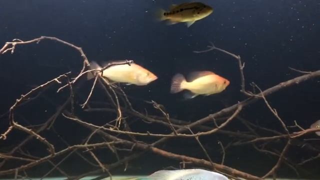8 foot Central American cichlid tank