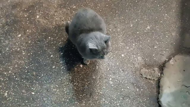 нашёл бездомного котика