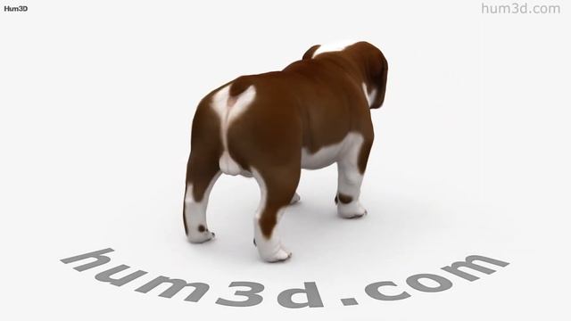 English Bulldog 3D model by 3DModels.org