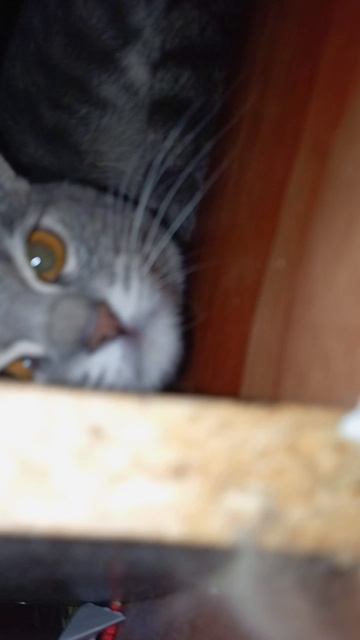 злой кот 😻