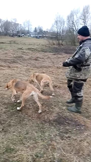 Идём поохотится.
