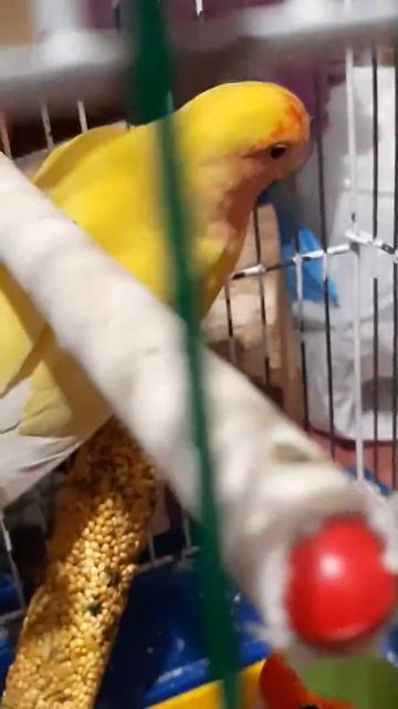 Тоша влюбился в Гогу