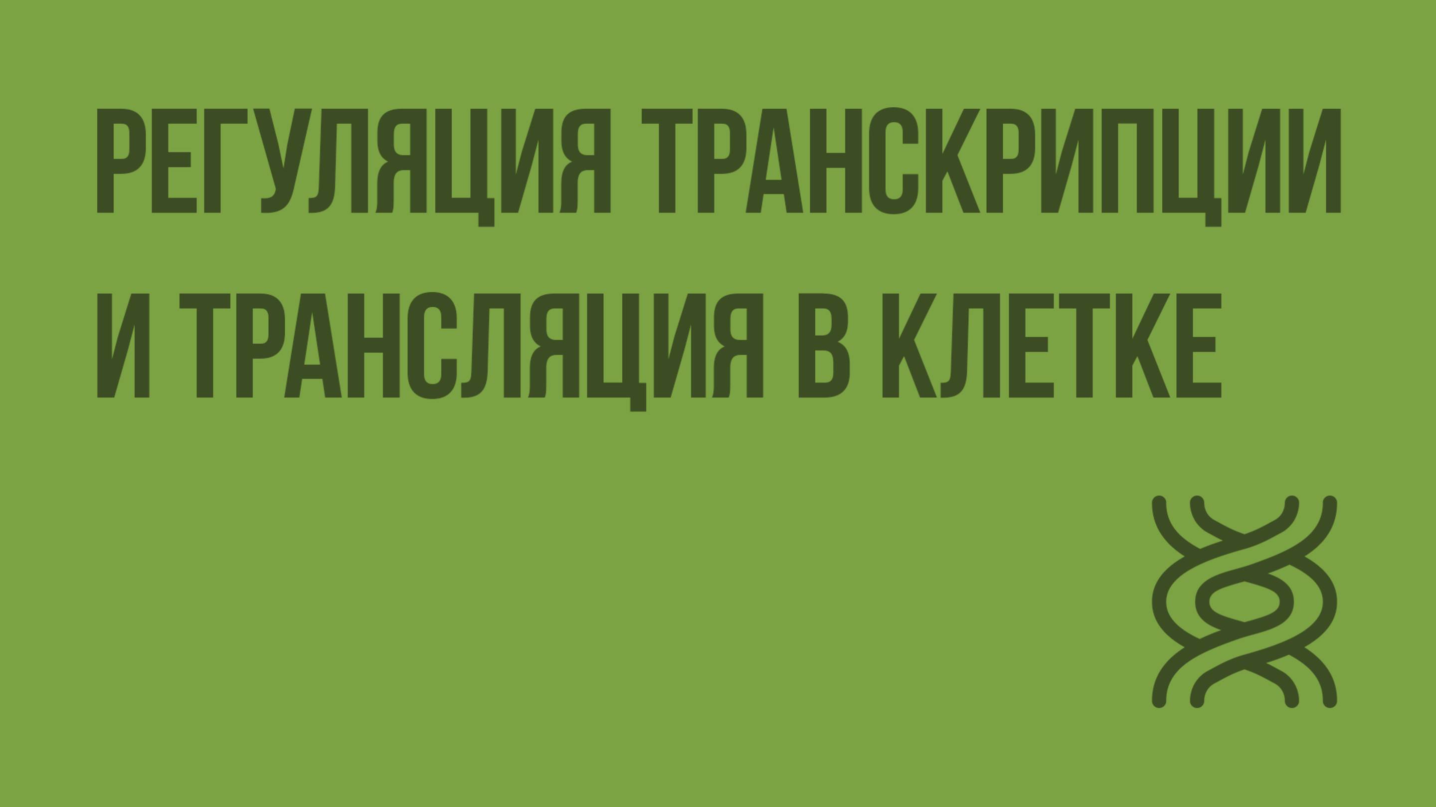 Регуляция транскрипции и трансляция в клетке. Видеоурок по биологии 10 класс