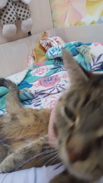 моя кошка!