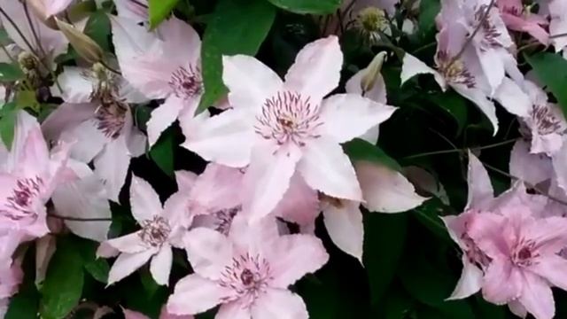 Цветет клематис Hagley Hybrid на моей даче.