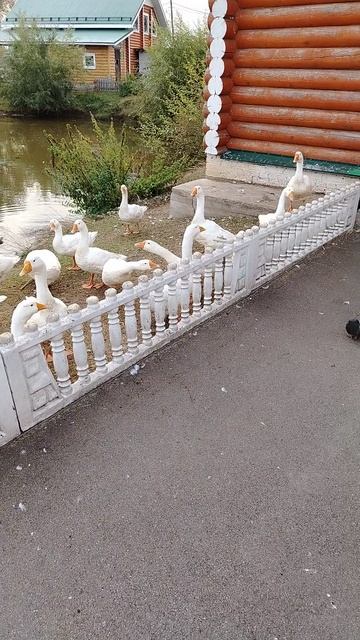 Гуси