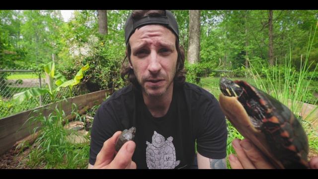 The BEST Pet Turtle!? Painted Turtles, info and care video