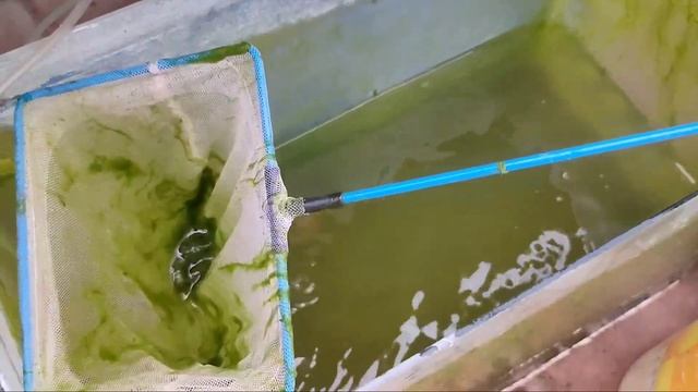 cleaning our green tank and collecting fishes in tank in terrace |NK fish box|