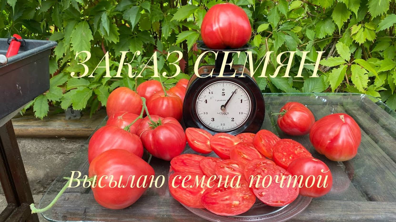 ЗАКАЗ СЕМЯН. Как заказать в описании. Томаты из моего каталога. Выбираем сорта на следующий сезон.
