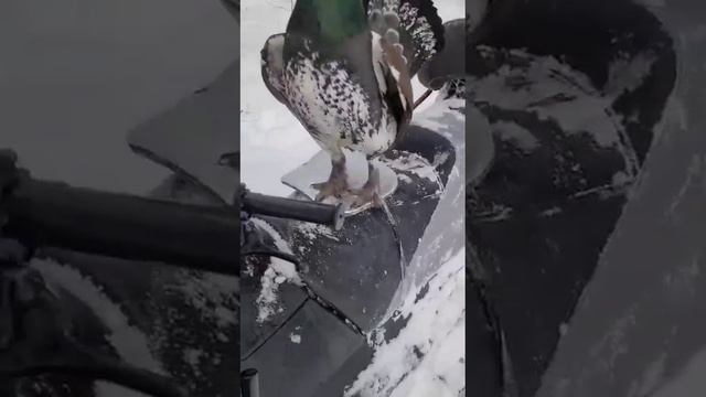 Наглый Глухарь