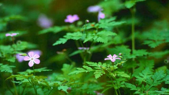 Video Freestyle Denza