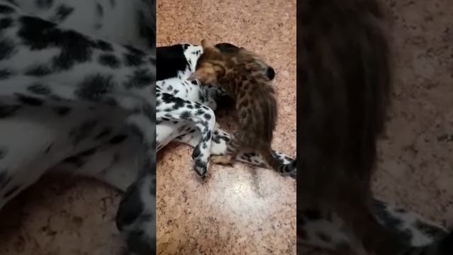 обнимашки