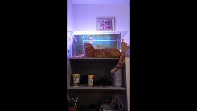 Кот. Фокс