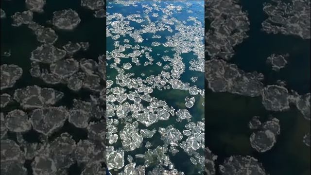 Горный Алтай. Бутоны- льдинки на реке Катунь