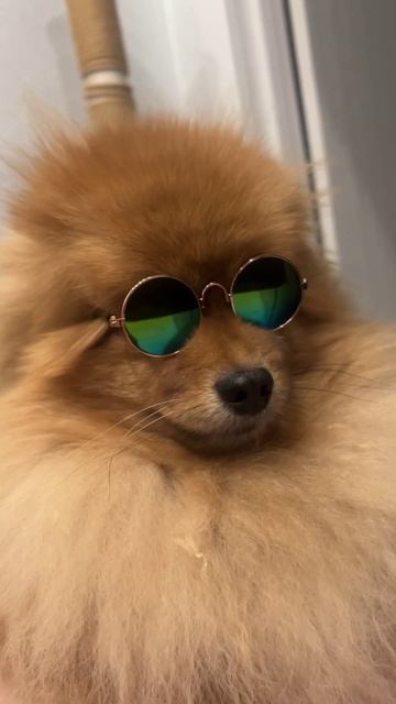 Лев 🦁