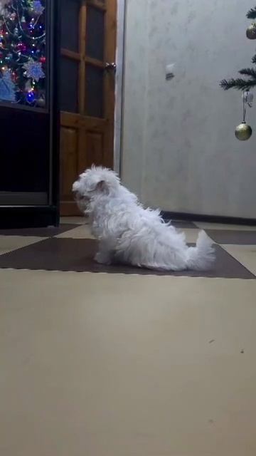 Baby malteze
