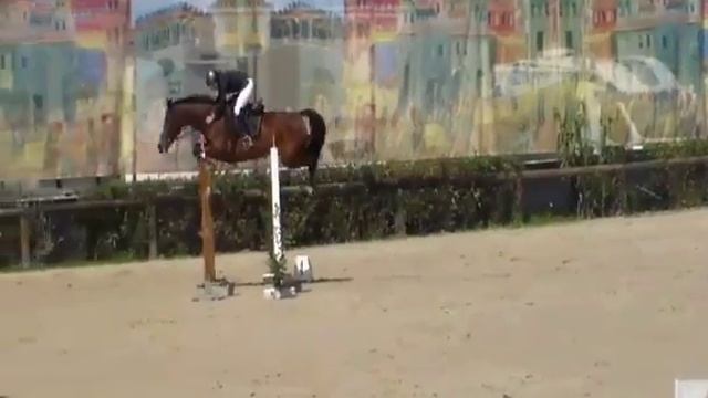 Umatra KWPN (Guidam X Odessa X Landwind IIB)