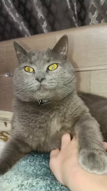 Пиу мрмяу 😼
