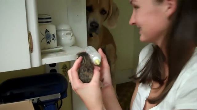 70 lb puppy inspecting 3 oz kitten