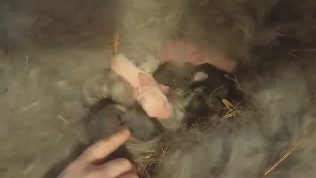 Первый окрол. Крольчатам 2-3 дня.