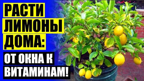 ⚠ Лимон майкопский 🔴 Семена цитрусовых купить интернет магазин