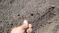 Выращивание Арбузов и Дынь в Сибири. 1 часть.