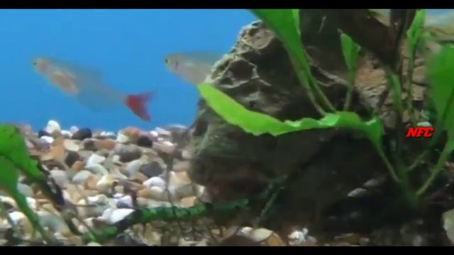 HOW TO CARE BLOOD FINE TETRA FISH/FEEDING/TANK SETUP & MATE'S/BREEDING/GENDER IDENTIFY IN TAMIL