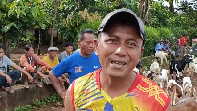 Harga Kambing Hari ini Amat istimewa Sekali