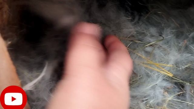 Мои кролики,молодняк и случка.