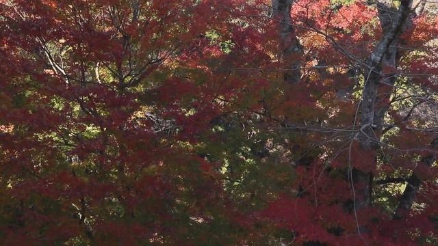 千葉県長南町 笠森観音(笠森寺) 紅葉編/Kasamori  Kannon/Kasamori Temples【パワースポット】