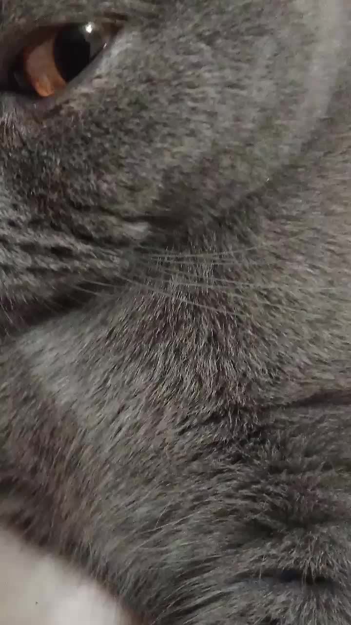 кат