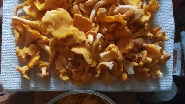 Лисички -  добыча из леса Телеши.