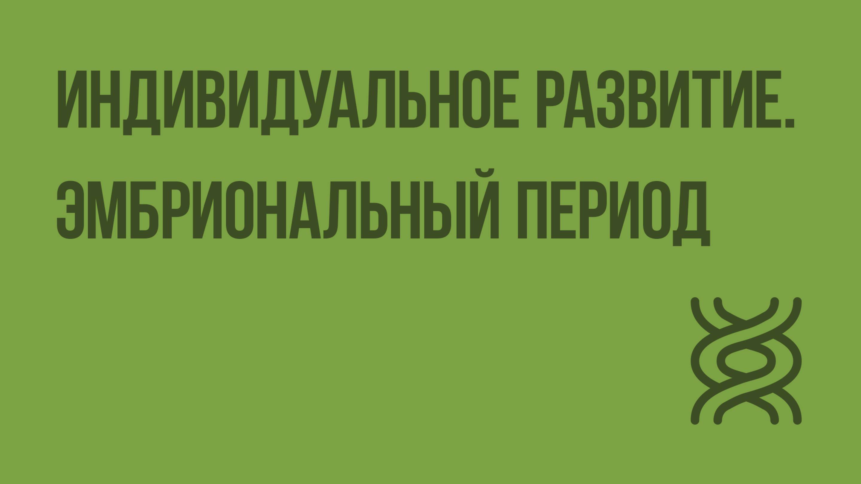 Индивидуальное развитие. Эмбриональный период. Видеоурок по биологии 10 класс