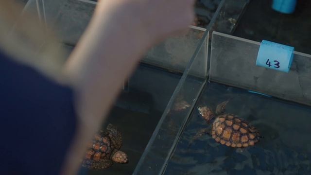 Sony FX6 - CINEMATIC DOCUMENTARY - Saving Our Sea Turtles