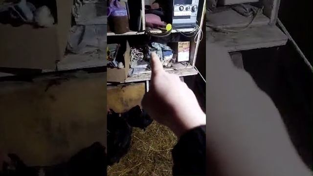 19.01.25 привезли молодок Любушке